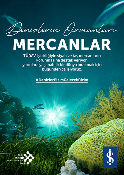 Sea Forests: Corals