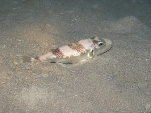Stay away from these jelly fishes!