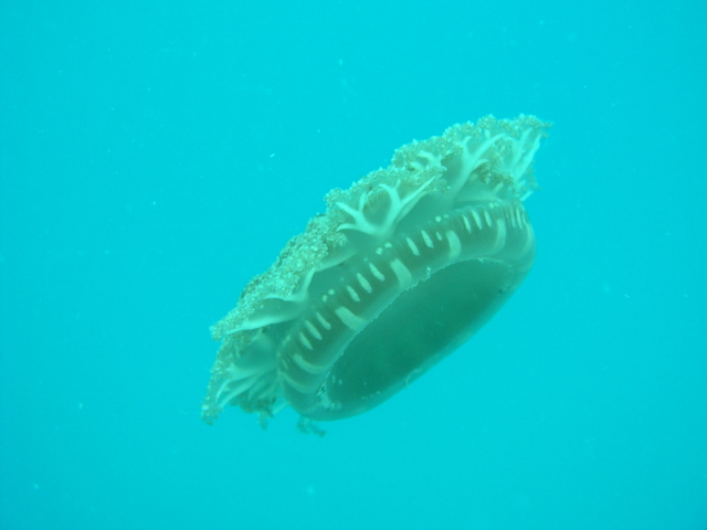 Stay Away From These Jellyfishes!