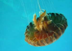 Stay away from these jelly fishes!