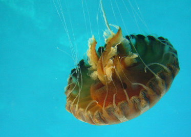 Stay Away From These Jellyfishes!