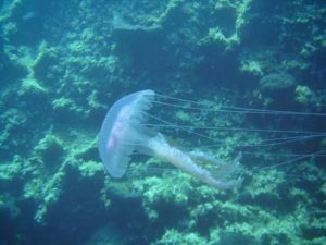Stay away from these jelly fishes!