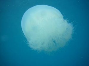 Stay away from these jelly fishes!