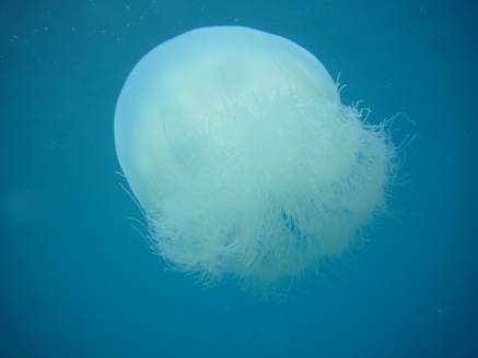 Stay Away From These Jellyfishes!