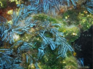 Stay away from these jelly fishes!