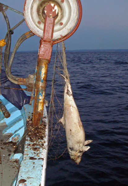 No dolphin – No fish