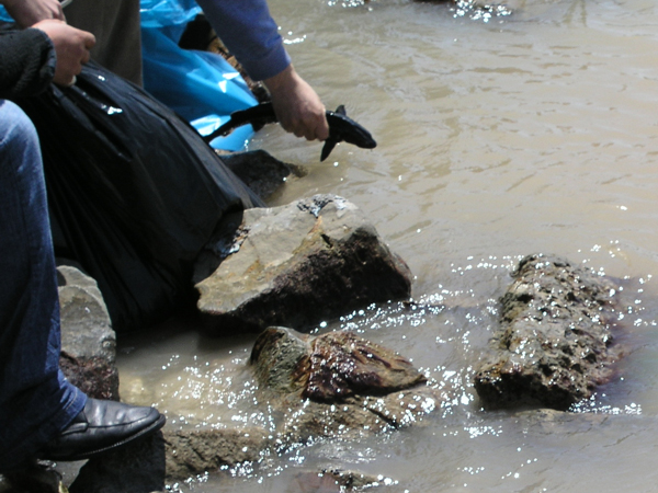 The Project for the Protection of Sturgeons 2004