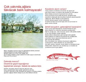 Karadeniz'de Nesli Azalan Mersin Balığının Korunması Projesi
