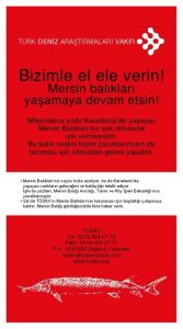 Karadeniz'de Nesli Azalan Mersin Balığının Korunması Projesi