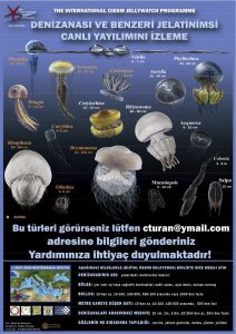 Watch Out For Jellfish Blooms