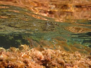 Gökçeda Deniz Parkı Sualtı Şnorkel Fotoğraf Yarışması