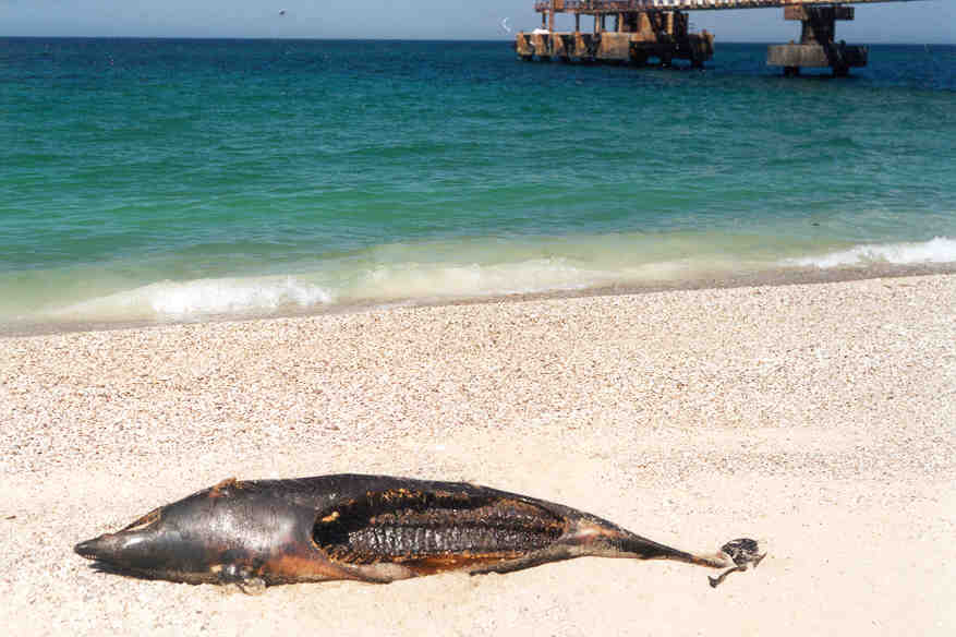 Karaya Vuran Deniz Memelileri