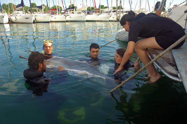 İstanbul’da Yunus Kurtarma Operasyonu 2011