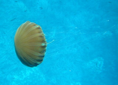 Stay Away From These Jellyfishes!