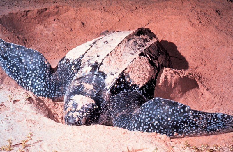 Türkiye Deniz ve İçsularında Koruma Altındaki Türler