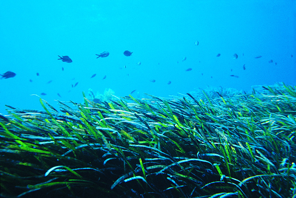 Pollution in Turkish Seas