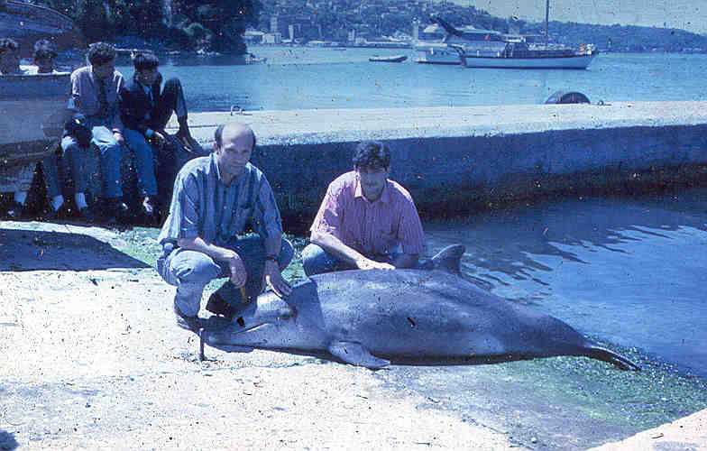Karaya Vuran Deniz Memelileri