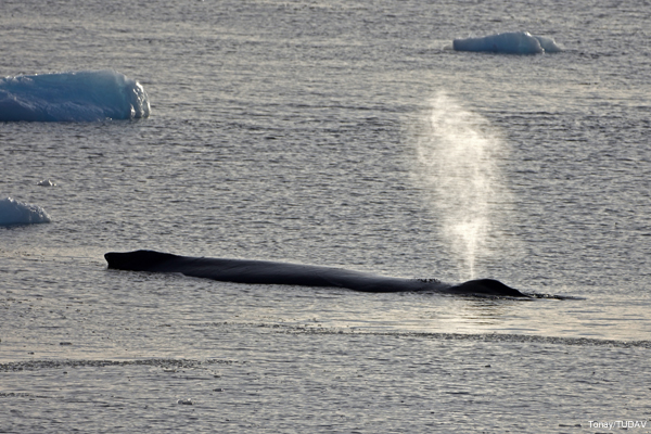 Turkish Scientists Completed Antarctic Research Expedition 2016