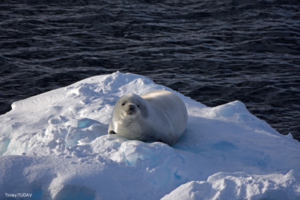 Turkish Scientists Completed Antarctic Research Expedition 2016