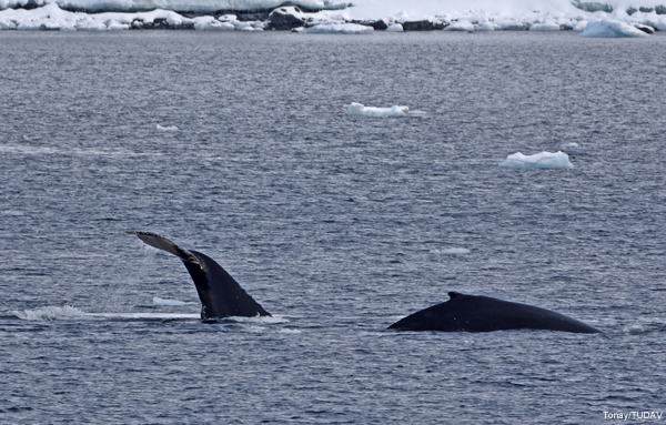 Turkish Scientists Completed Antarctic Research Expedition 2016