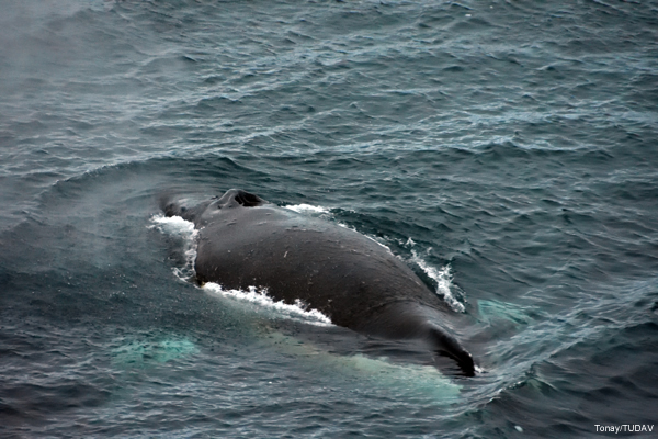 Türk bilim insanları Antarktika’daki çalışmalarını tamamladı