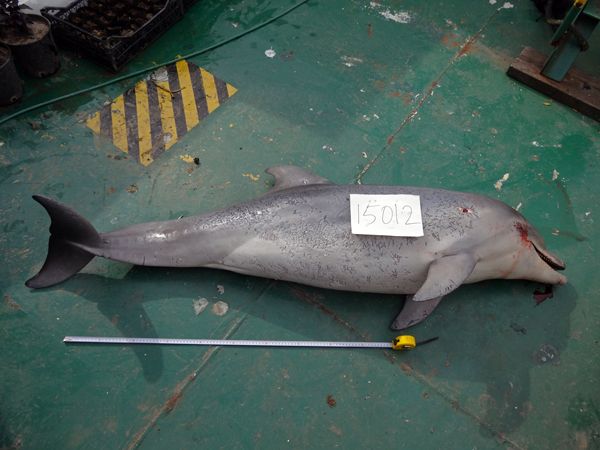 Dolphin violence in Istanbul Strait!