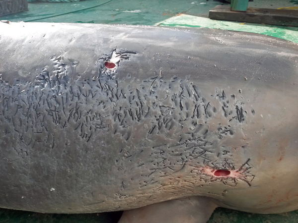 Dolphin violence in Istanbul Strait!