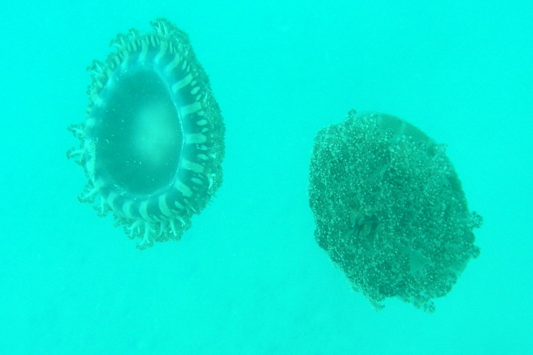 Stay Away From These Jellyfishes!