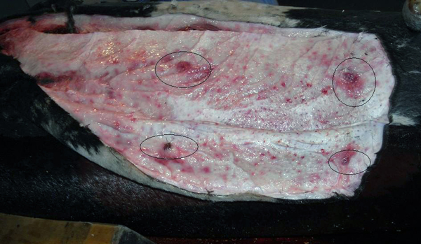 Detailed Report on the Death of the Mediterranean Monk Seal 2013
