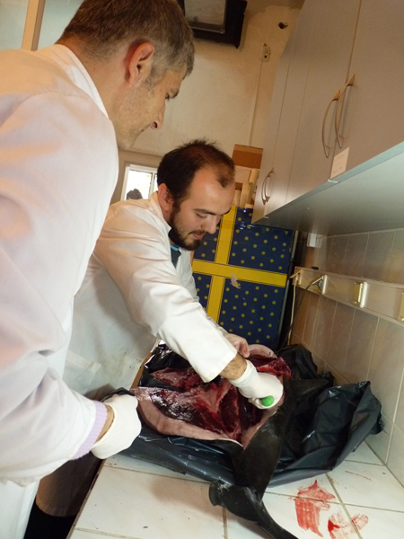 Yunus Ölümleri Hakkında Ön Rapor 2012