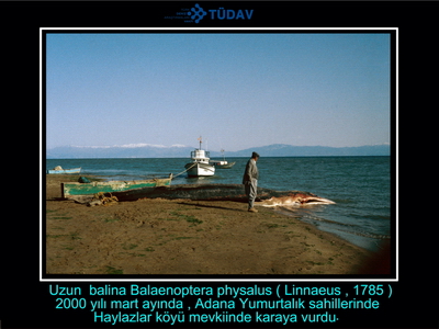 Bir balinanın hikayesi 2000