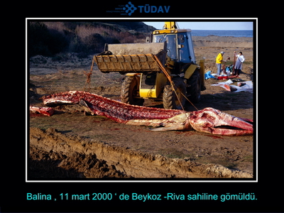 Bir balinanın hikayesi 2000