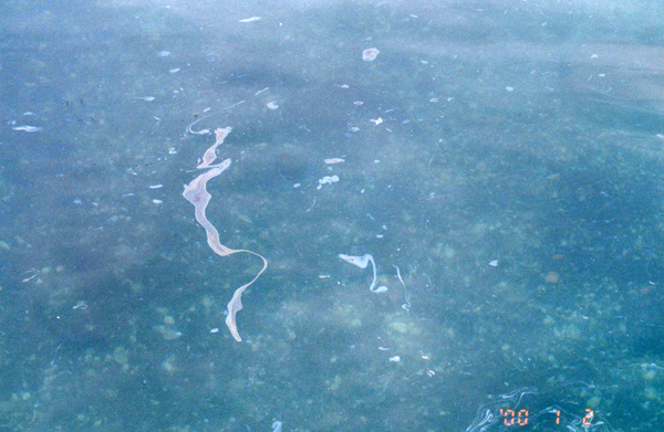 Oil Pollution