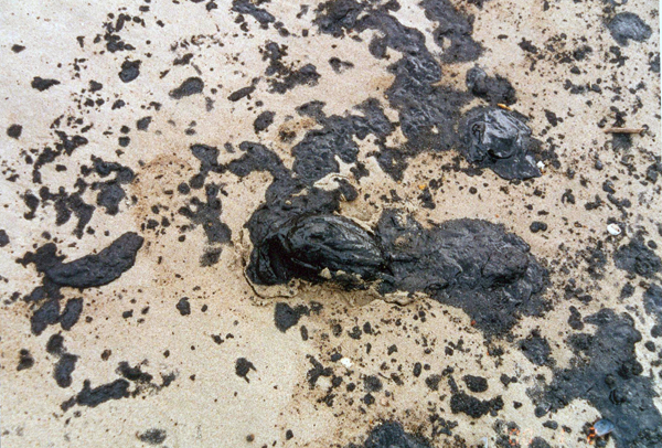 Oil Pollution