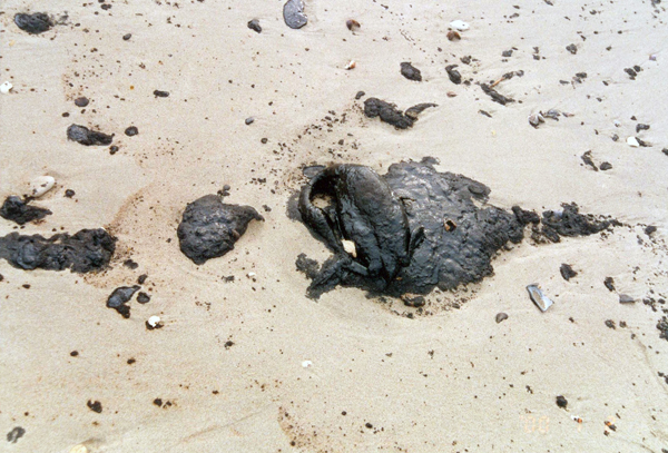 Oil Pollution