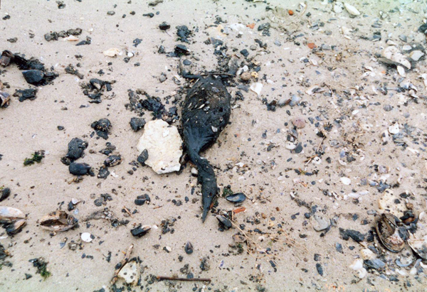 Oil Pollution