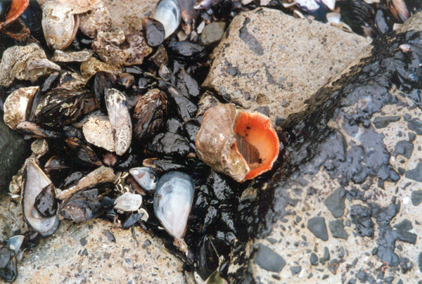 Oil Pollution