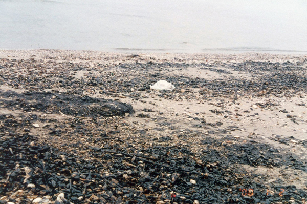 Oil Pollution