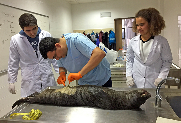 On Juvenile Mediterranean Monk Seal Stranding in Antalya 2017