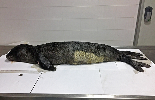 On Juvenile Mediterranean Monk Seal Stranding in Antalya 2017