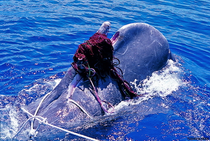 Sperm Whale Caught in Net 2002