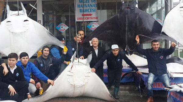 Press Release – Sharks, Rays, Skates Should Be Protected