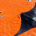 Press Release – Sharks, Rays, Skates Should Be Protected