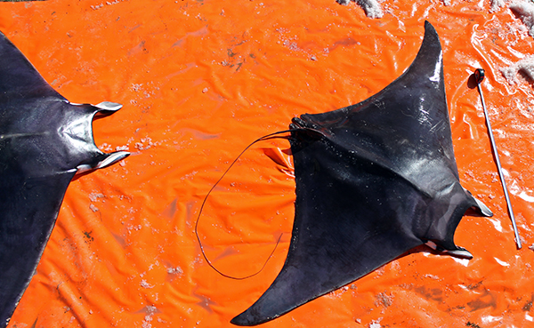 Press Release – Sharks, Rays, Skates Should Be Protected