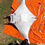 Press Release – Sharks, Rays, Skates Should Be Protected