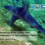 Press Release – Sharks, Rays, Skates Should Be Protected