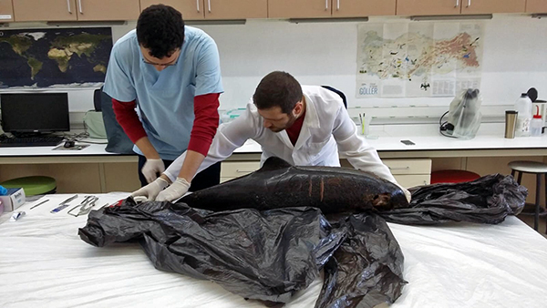 Statement regarding dolphin deaths observed in the Eastern Black Sea (2018)