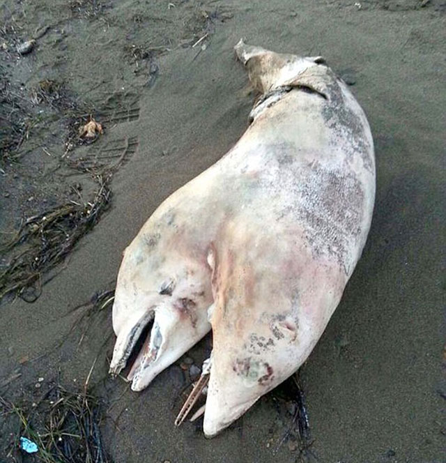 Siamese Twin Bottlenose Dolphin 2014
