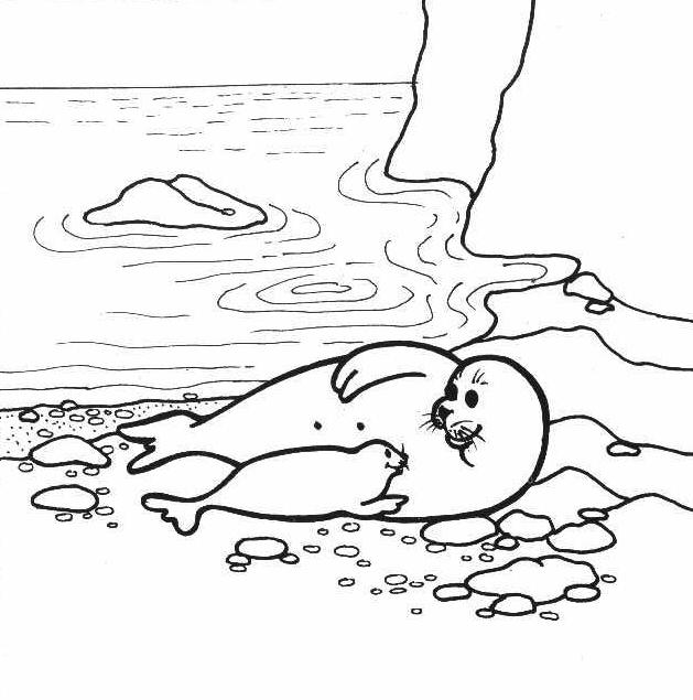 Mediterranean Monk Seal Tombik