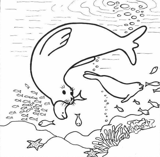 Mediterranean Monk Seal Tombik